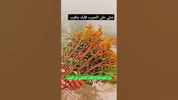 القات الشامي من أجود أنواع القات اليمني اليمن 