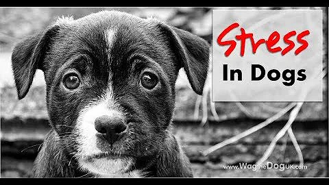 Do you Know if Your Dog Has Anxiety? How to calm a...