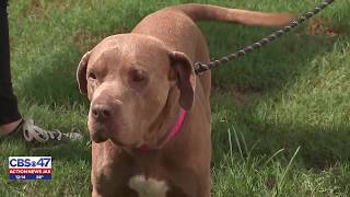 Get a Pet: Meet Clifford