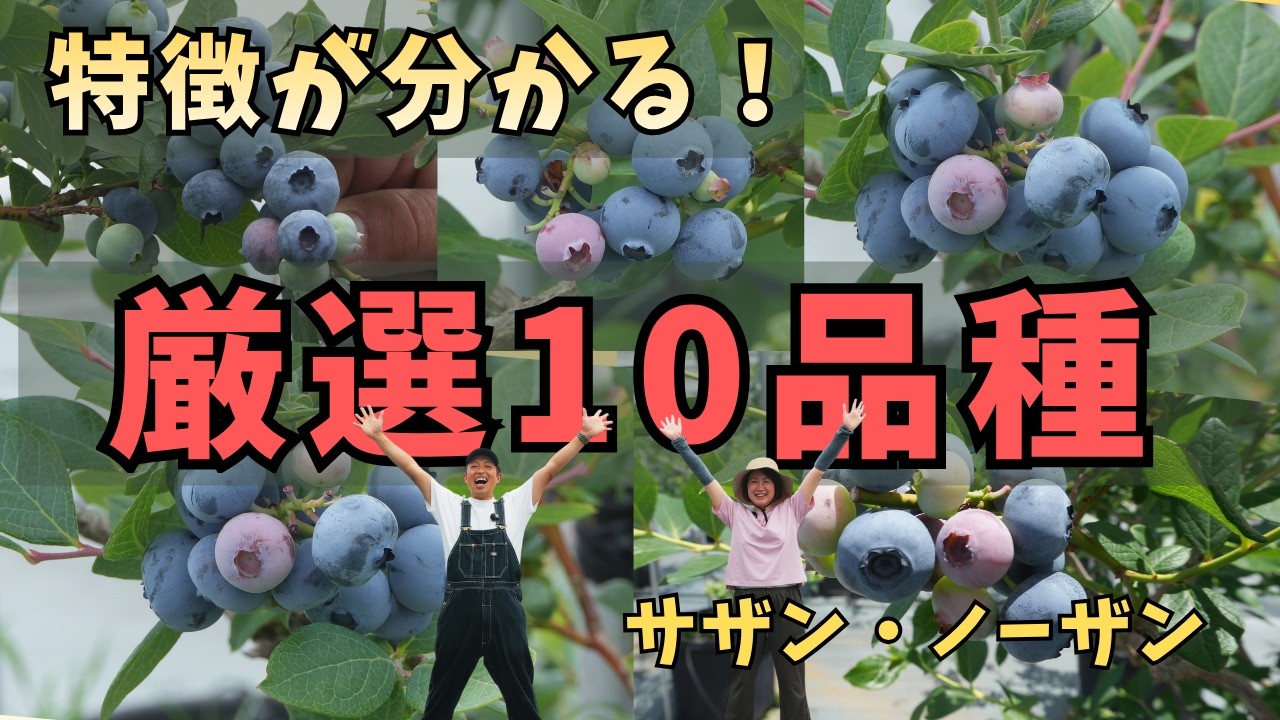 王道から個性派まで】サザン・ノーザンハイブッシュ系10品種紹介