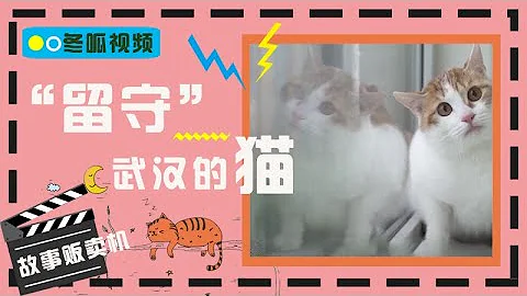 【冬呱视频】留守武汉的猫 ▏每天长时间奔波只为解救喵星人！武汉留守猫已经饿到吃猫砂了！ ▏故事贩卖机 - 天天要闻