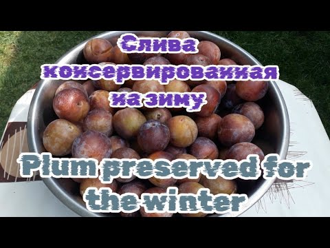 Слива консервированная на зиму - YouTube