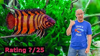 Download Lagu Ornate Ctenopoma punya KEKUATAN SUPER! Ikan yang Tepat untuk Anda? Download Lagu Ornate Ctenopoma punya KEKUATAN SUPER! Ikan yang Tepat untuk Anda?