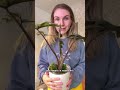 I Wonder If Alocasia Will Forgive Me For These Manipulations Alocasia Alocasiajacqueline 