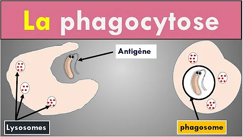 Qui fait la phagocytose ?
