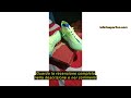 Recensione del Puma Ultra 5 Match+ Fg/AG Soccer ShoeUnisex - Adulto