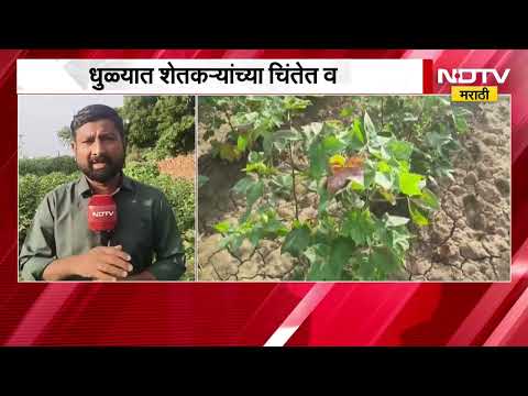 Dhule news | 31 जुलैनंतर पावसाची दडी, धुळ्यात शेतकऱ्यांच्या चिंतेत वाढ; कपाशी, मका, हरभरा संकटात