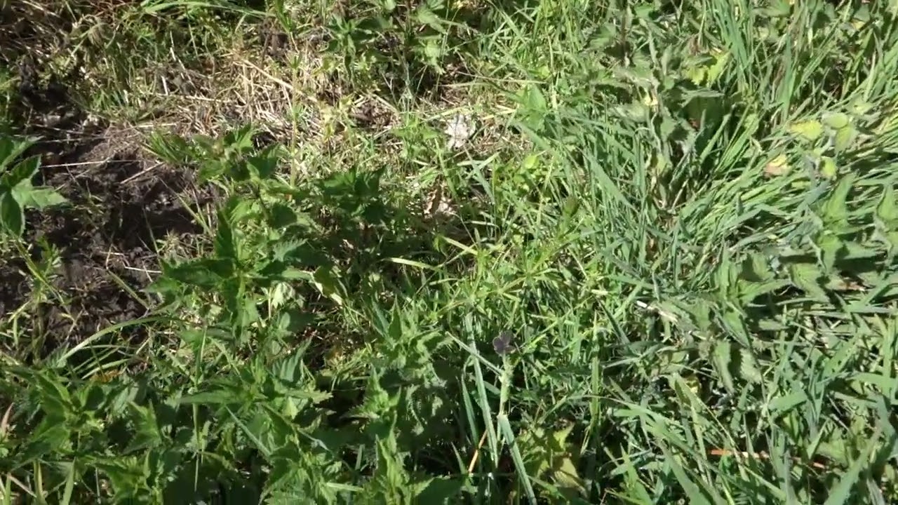 MAH04227 Small Blue - Cupido minimus