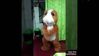 Un cuycito - Despacito versión Pastusa- GUAICOSO