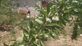Susuz Feragnes ve Feradual Badem Bahçesi  (2)