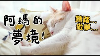 【黃阿瑪的後宮生活】阿瑪的夢境⋯⋯