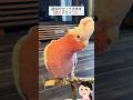 【オウムと会話】ご褒美が欲しくてキレそうな春ちゃん「おしゃべりモモイロインコ】#shorts