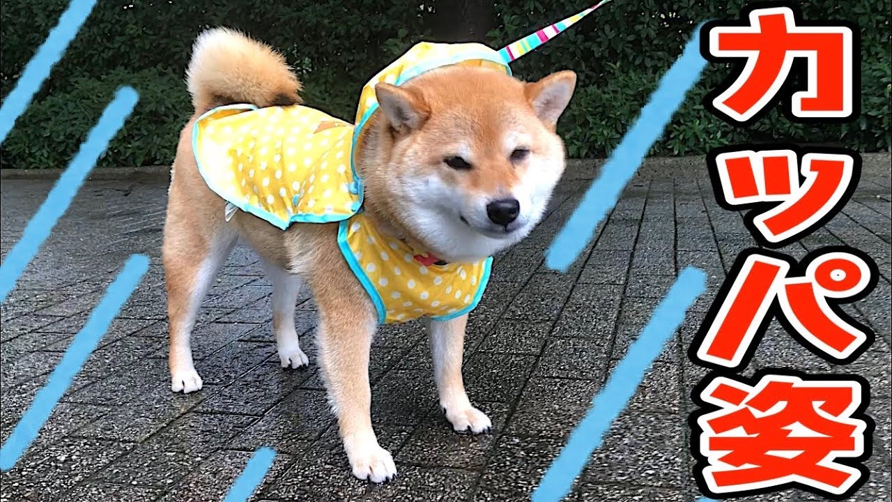 柴犬 雨 の 日 散歩