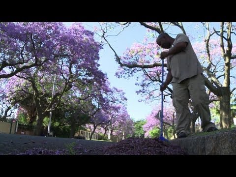 Pretoria's Jacaranda trees are an 'alien' problem