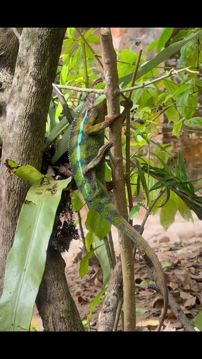 bunglon sang penipu ulung