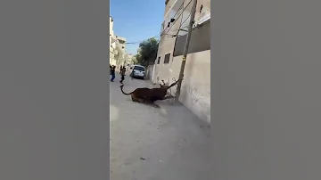 عجل قوي يحاول الهروب 