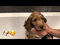 Cockapoo's first bath!!