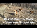 Красные волки и их соседи в Приморском Сафари-парке