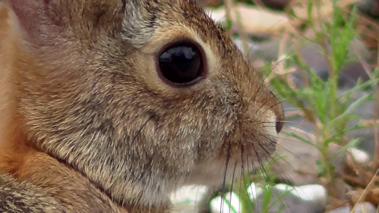 Rabbit & Tick YouTube