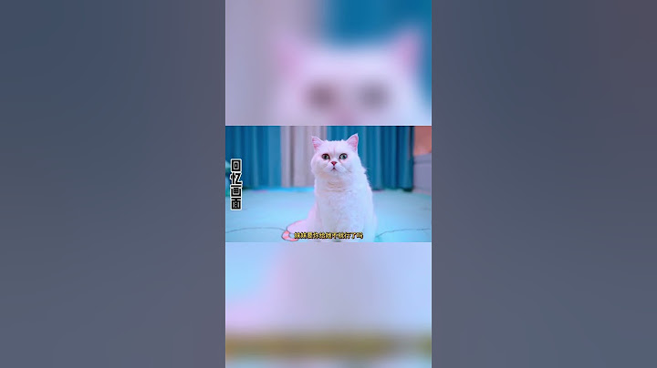 小猫咪的布娃娃竟然自己就跑到了门外？这也太奇怪了！#猫咪 #铲屎官 #猫主子 #七宝小圆子