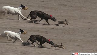 Famous dog and rabbit race 2023 | greyhound coursing | dog chasing rabbits Net Worth