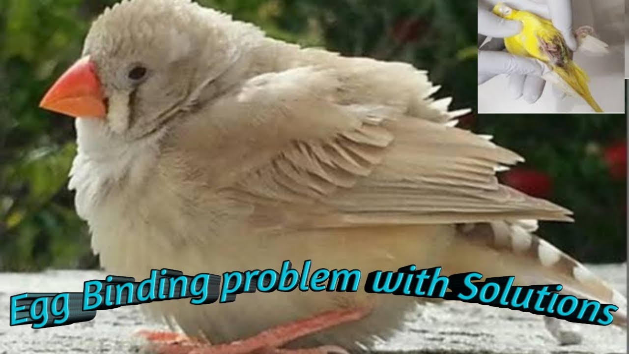 Finch Bird Egg Binding Problem , Symptoms & Solutions !! YouTube