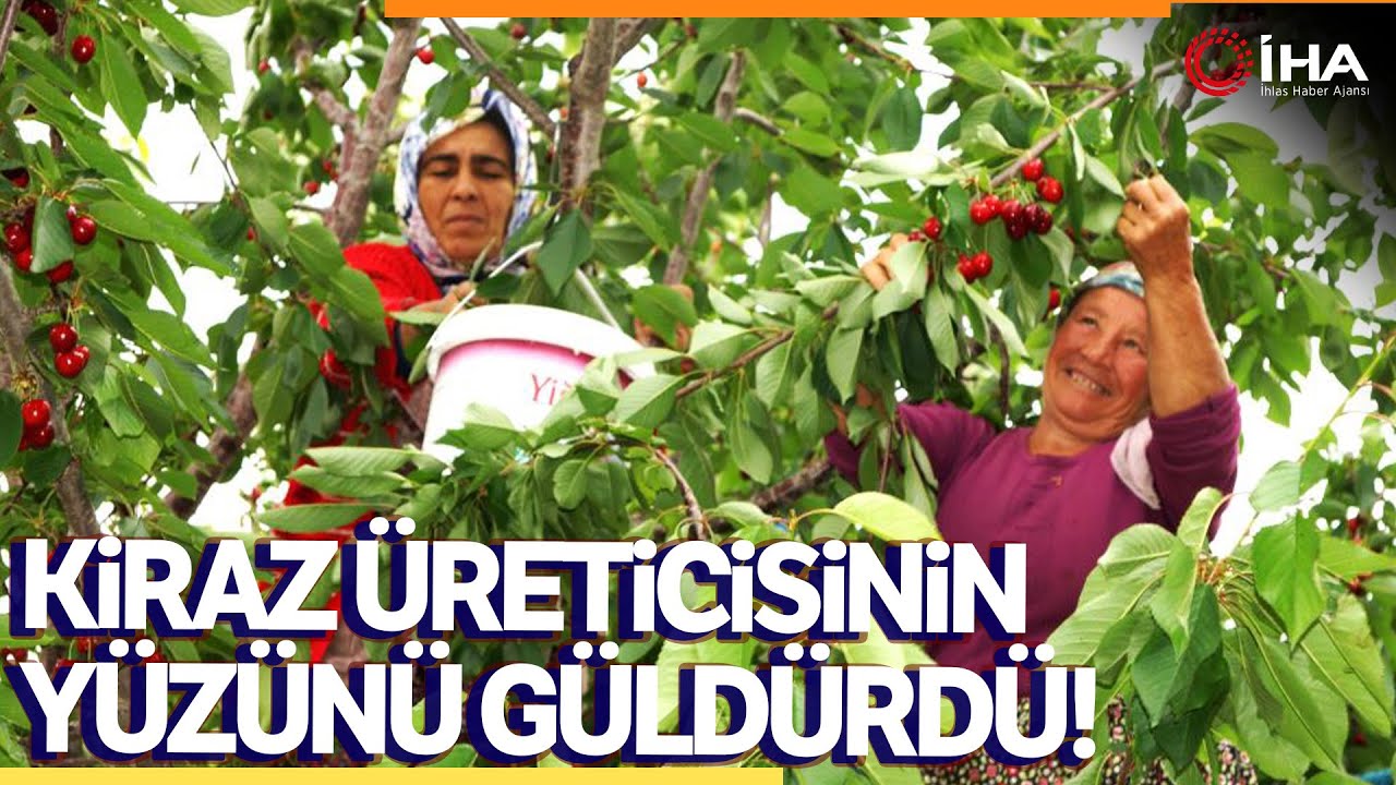 Karaman’da Kiraz Hasadı Başladı