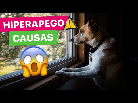 Video: ¿Por qué mi viejo perro sufre de ansiedad por separación repentina?