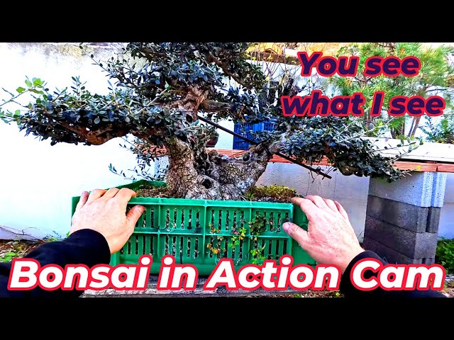 Cultivea - Mini Kit Zen Bonsai - Tutoriel vidéo 
