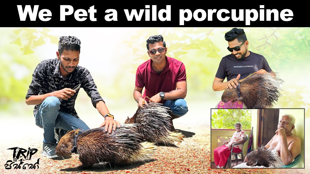 Is it safe to pet a porcupine ? 😱 | well tamed porcupines in Sri Lanka
