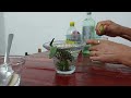 como hacer un mojito.