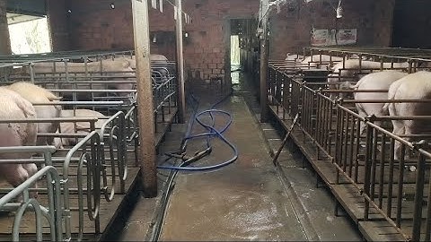 Kích Thước Xây Chuồng Heo Nái Bầu