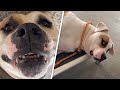 Deaf dog has not known happiness or love. This woman wants to change that.