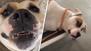 Deaf dog has not known happiness or love. This woman wants to change that.