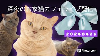 深夜のお家猫カフェライブ配信３3★20240425