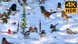 Christmas Cat TV  Beautiful birds, squirrels, a white Christmas  8 Hours(4K HDR)