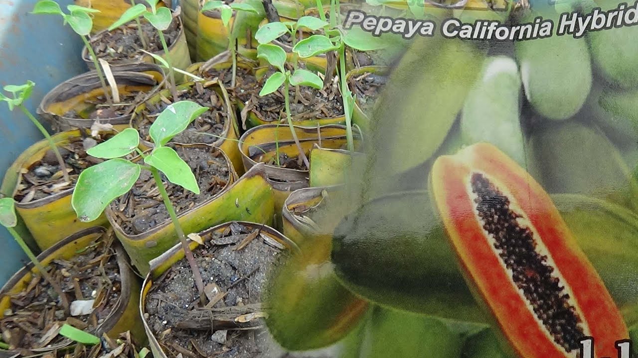 TUTORIAL TANI Cara Semai PEPAYA CALIFORNIA Agar Cepat Tumbuh PART 1