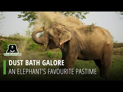 Dust Bath Galore An Elephant S Favourite Pastime