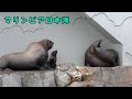 【マリンピア日本海】ヤンチャなトドのテツとその家族
