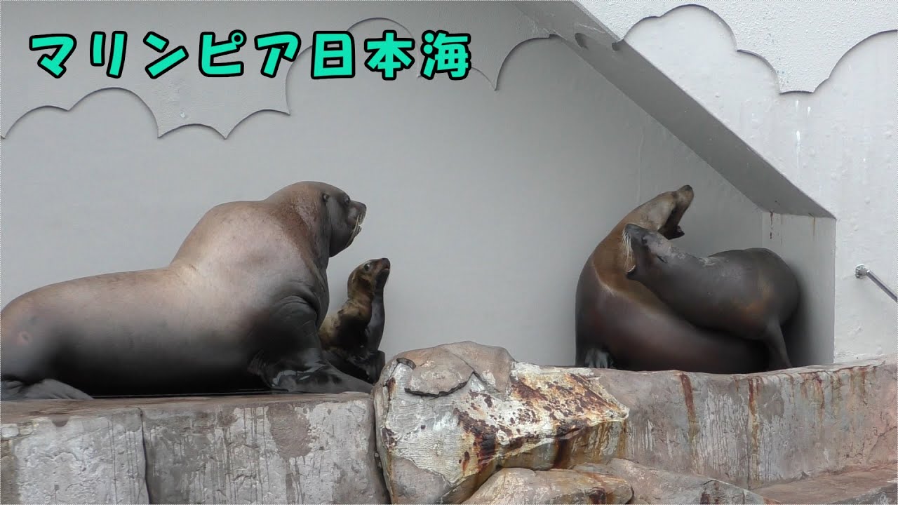 【マリンピア日本海】ヤンチャなトドのテツとその家族