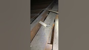 Mouse traps in attic RIZON PEST SOLUTIONS  MODESTO CA