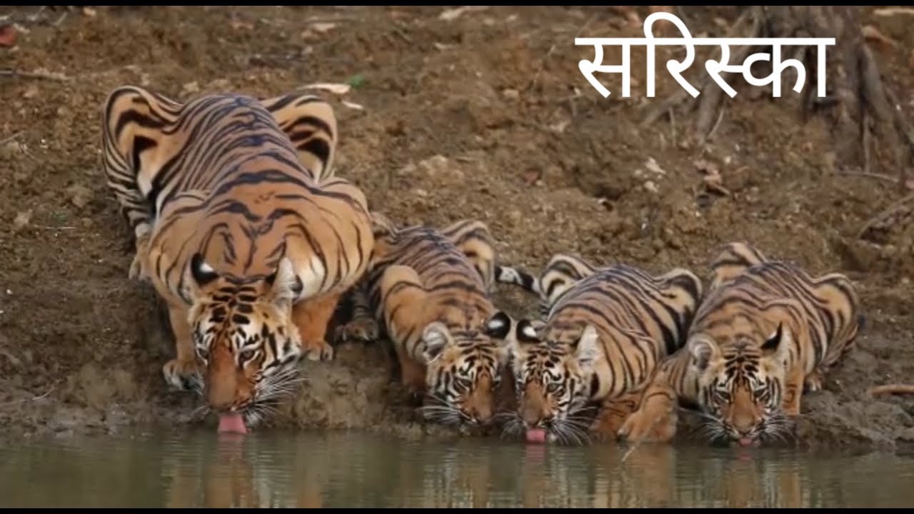 सरिस्का राष्ट्रीय वन्यजीव अभ्यारण्य अलवर sariska national park with tiger.||tech earth||