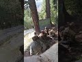 army agniveer firing #jammu#arky#ttending#2025#vital