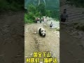 201年5月、四川省汶川県草坡郷の村人たちは夢にも思わなかっただろう。野生のパンダが彼らの村を訪れ、家々を順番に「視察」して回るとは。そのパンダは民家の入り口を行ったり来たりし、まるで昔からの知り合い