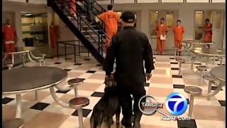 More on jail dog not owned by Bernalillo County