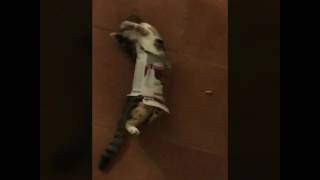 Приколы с котами. Кошки и коробки. Funny cat Приколы с котами. Кошки и коробки. Funny cat