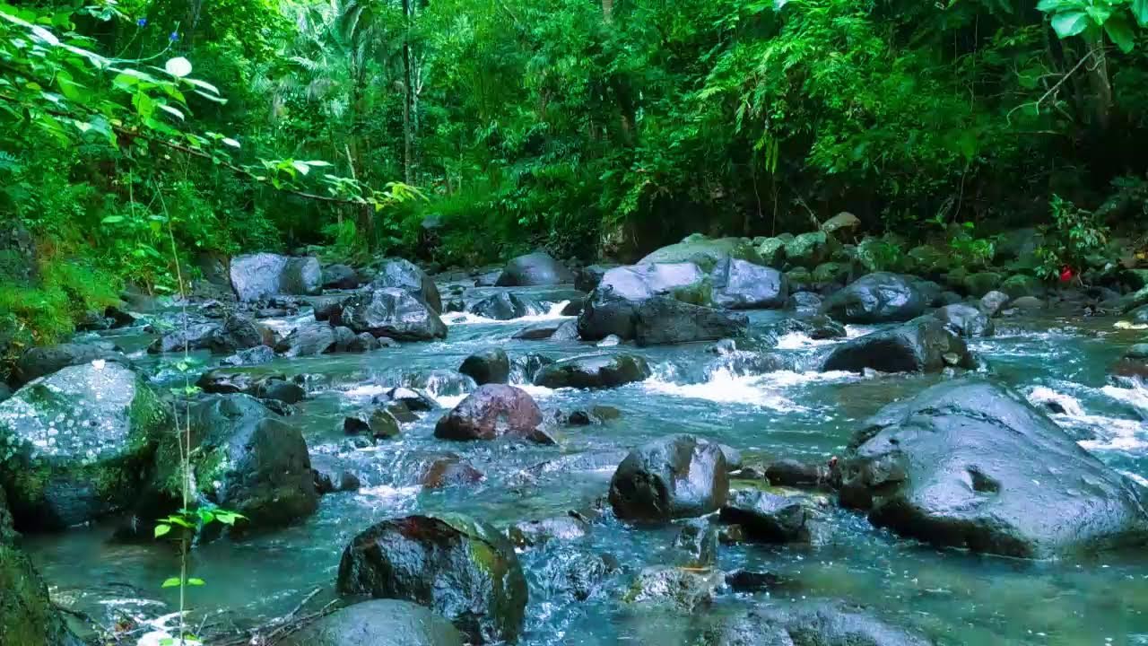 Gentle Natural Melodies, Forest Stream Sounds with Birds Singing Softly, Peaceful Nature Ambience