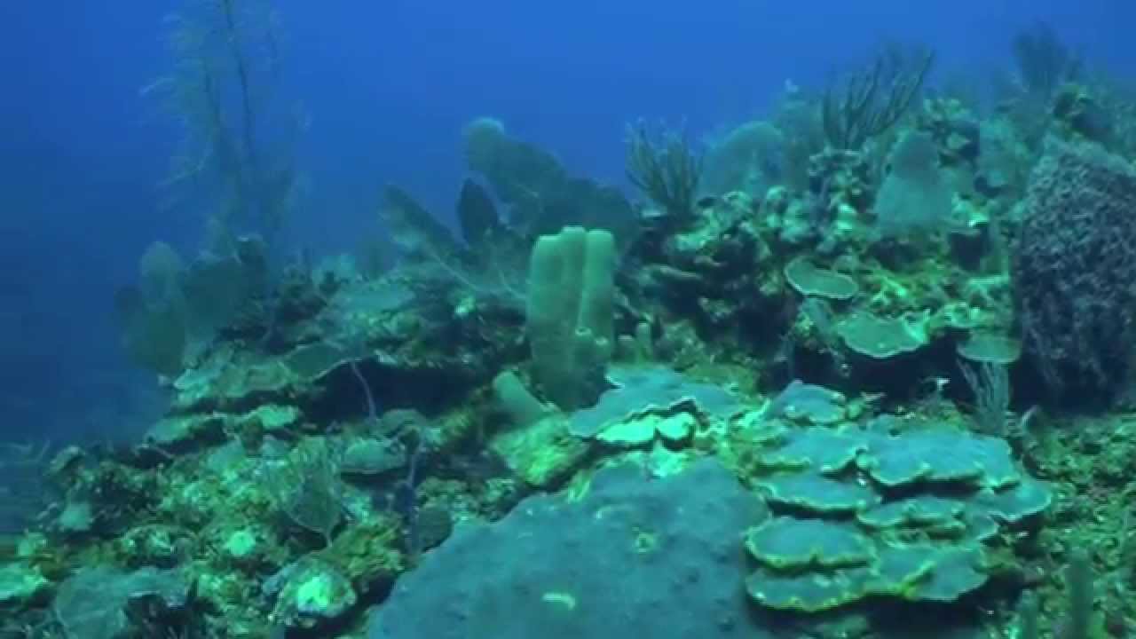 Akumal Diving YouTube