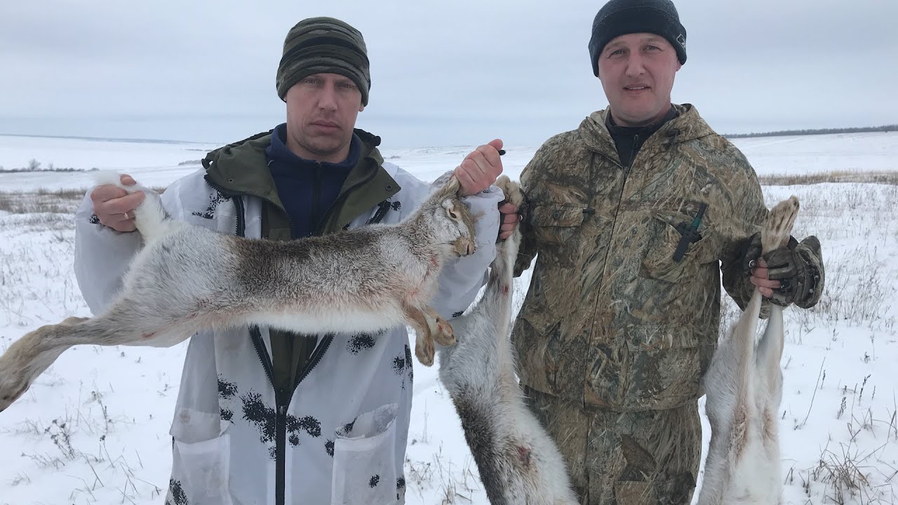 охота на зайца в саратовской. охота на зайца в саратовской области 2021. охота на зайца в московской области 2020. охота на зайца в саратовской. охота на зайца в ростовской области в 2021 году.