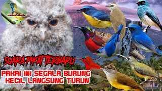 suara pikat segala jenis burung kecil ribut ampuh atasi burung susah turun dan bandel st05